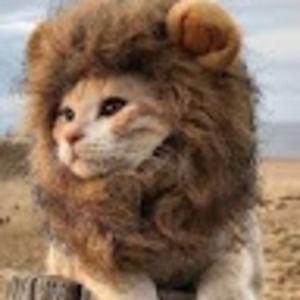 Meet your Posher, Maggie